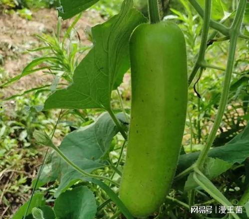 怀孕之人梦见吃瓠子瓜,吃瓠子瓜的寓意与启示  第2张